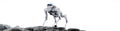 Cyberstars Cyber1 Quadruped Robot – High-Performance Robotic Dog  Smart Robotic Dog for Home & Education  45N·m Torque, 6 Tops AI